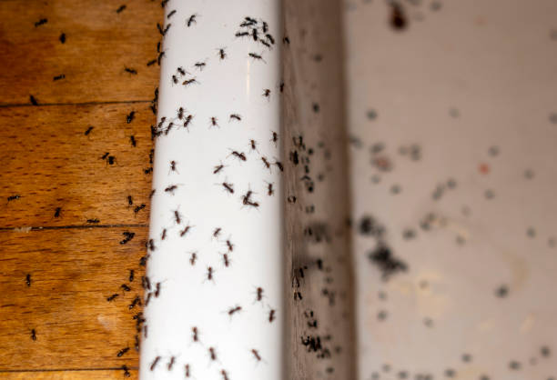 Pest Control Cost in Slater, IA